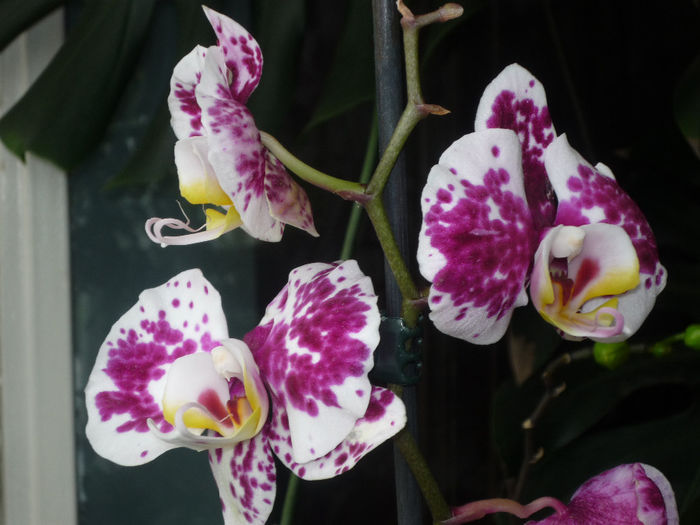 Orhidee 2 - Flori 2014