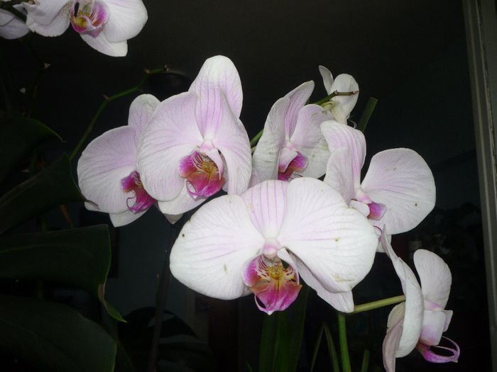 Orhidee 4 - Flori 2014