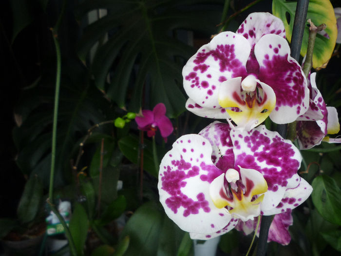 Orhidee - Flori 2014