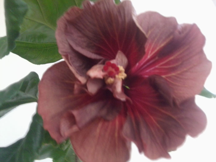 Fotografie0505 - hibiscusi 2014-1