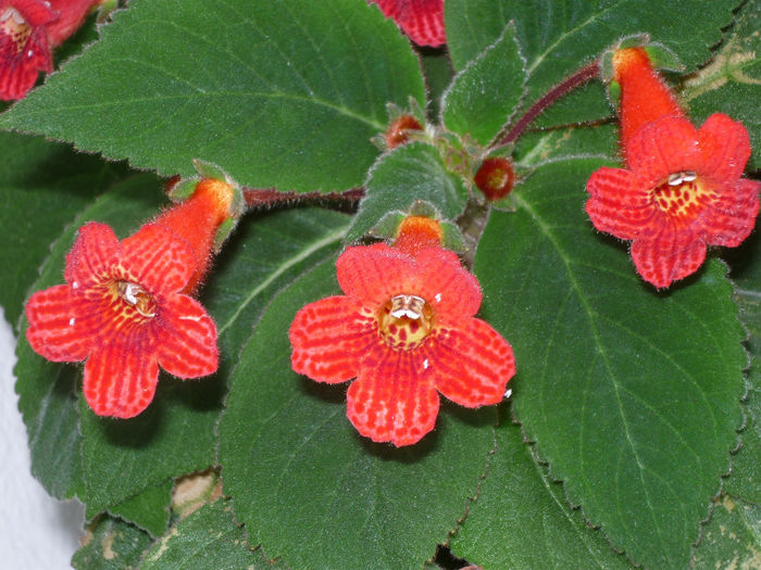 Kohleria Eriantha