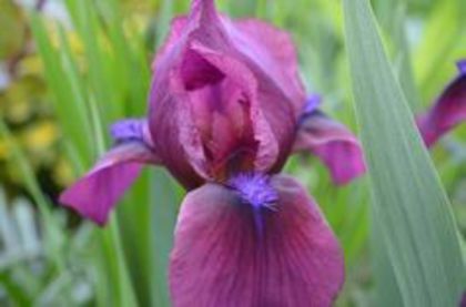 Chery Garden - 1 irisii anului 2014