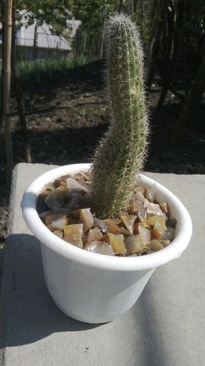 update 3 mai 2014 - Cactusi Echinopsis Trichocereus