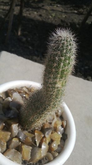 update 3 mai 2014 - Cactusi Echinopsis Trichocereus