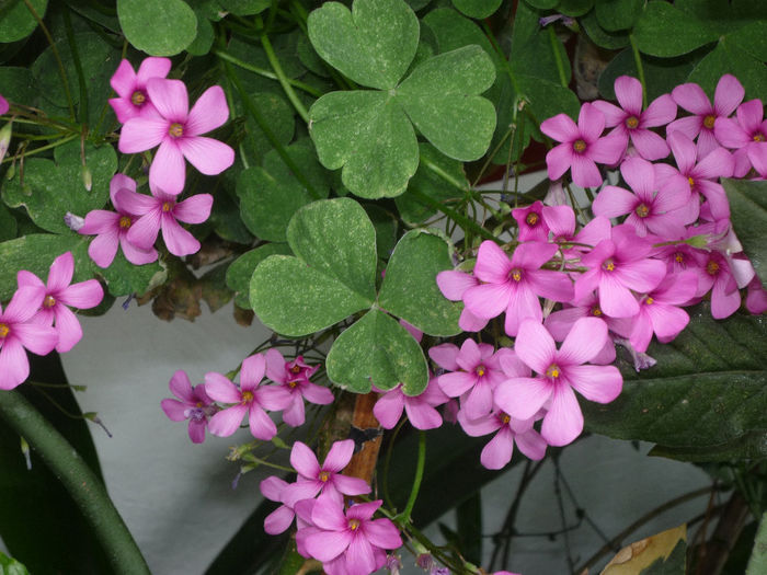 Un Oxalis