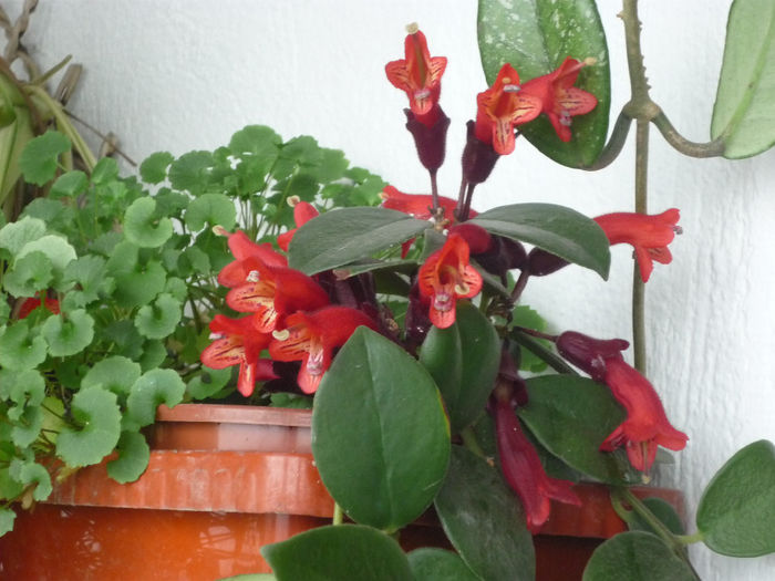 Aeschinantus - Flori 2014