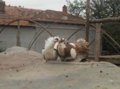 porumbel doar o amintire frumoasa otravit