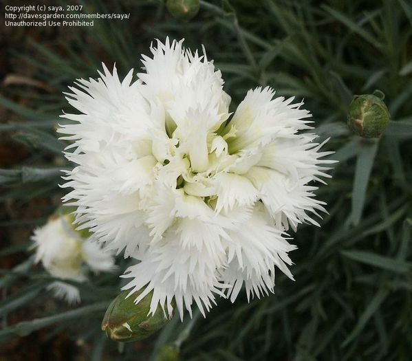 YugaoUzuki - ALEGE-TI RANDUL DORIT CU FLORILE-FLOAREA PREFERATA