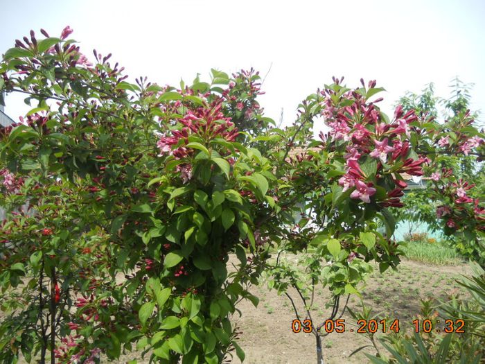 DSCN2667 - arbusti