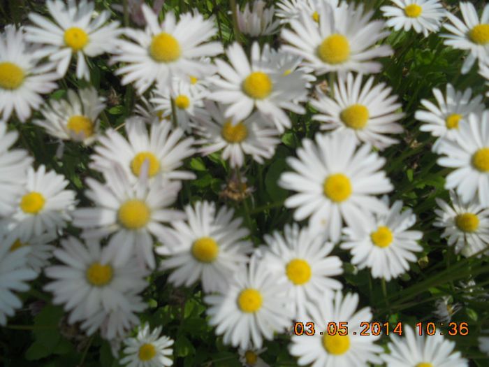 DSCN2683 - flori din gradina