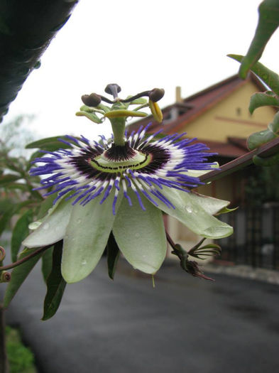 07 - Passiflora 2013