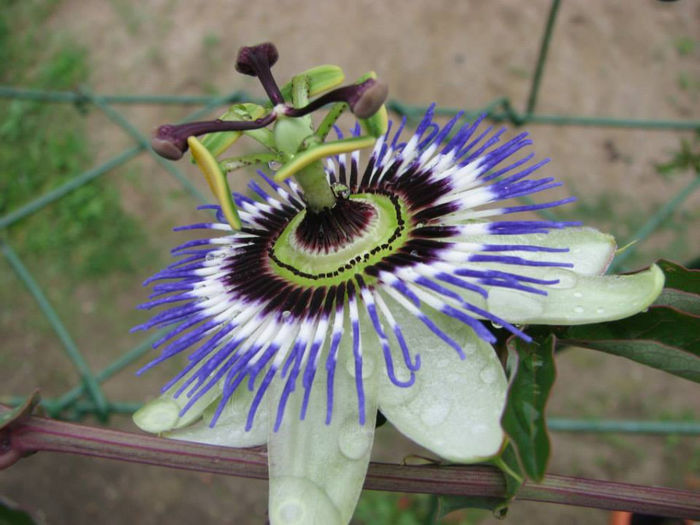 08 - Passiflora 2013