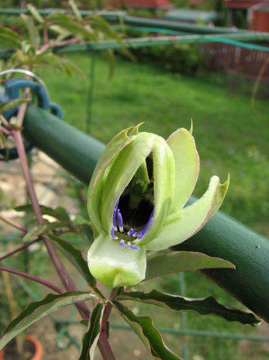 10 - Passiflora 2013