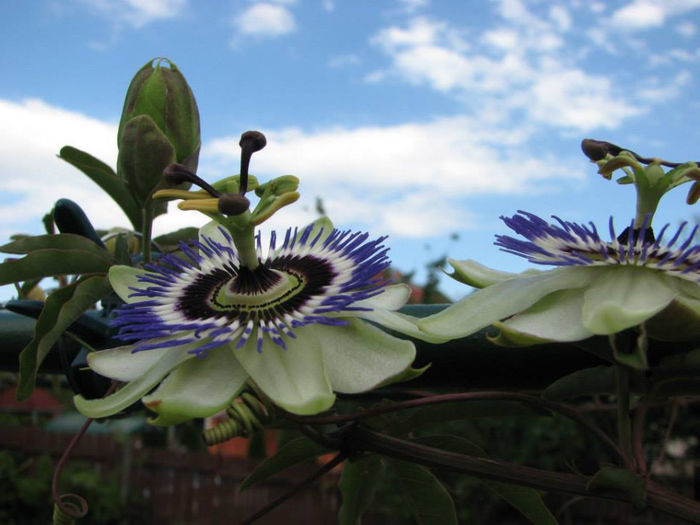 11 - Passiflora 2013