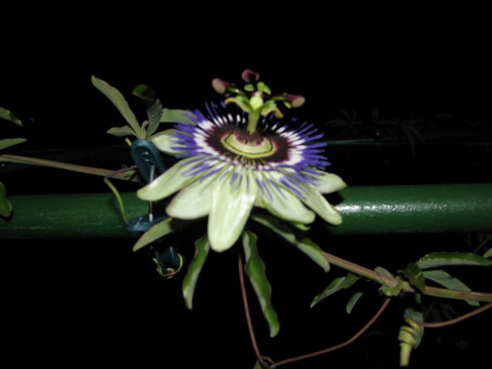 12 - Passiflora 2013
