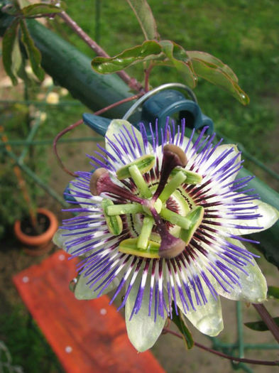 13 - Passiflora 2013