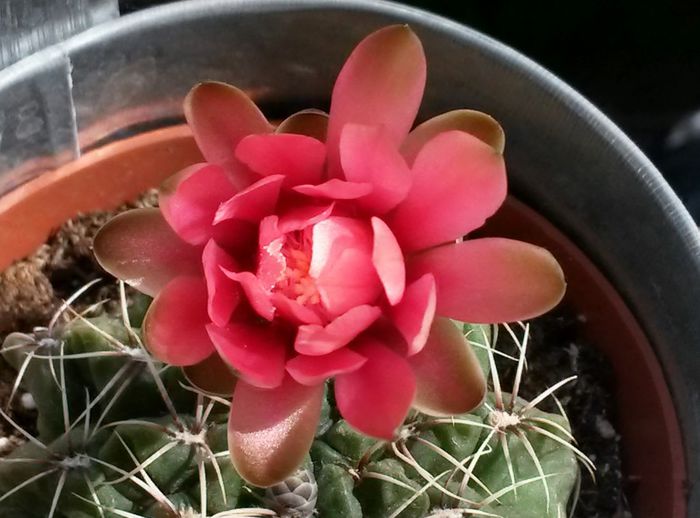 Gymnocalycium