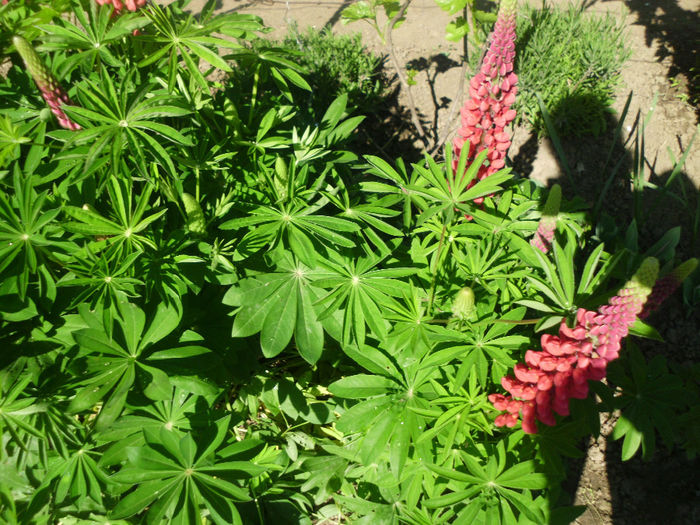 lupin rosu - Plante la gramada