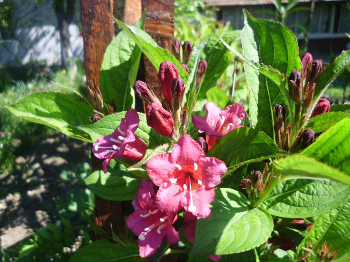 weigela eva rathke - Plante la gramada