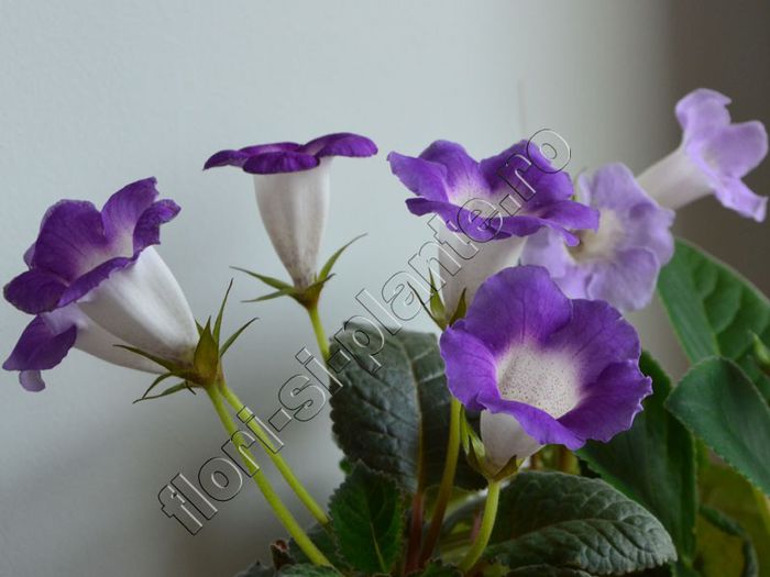 Sinningia Luci s Secret Name -are parfum