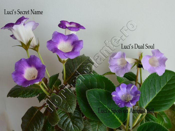 Sinningia Luci s hybrids