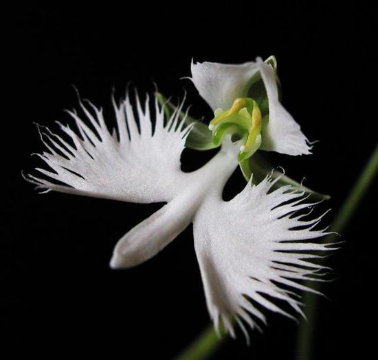 POZA NET habenaria radiata - HABENARIA RADIATA