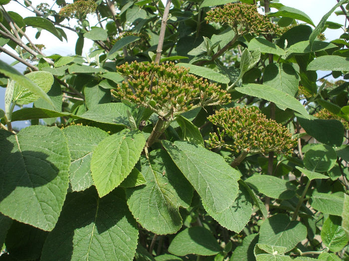 DSCF7149 - 41  Dream-OK