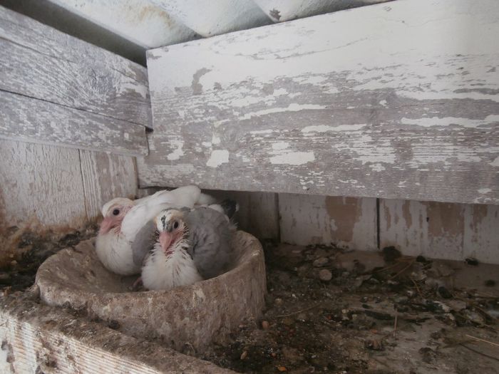 P5030155 - F- PUI 2014