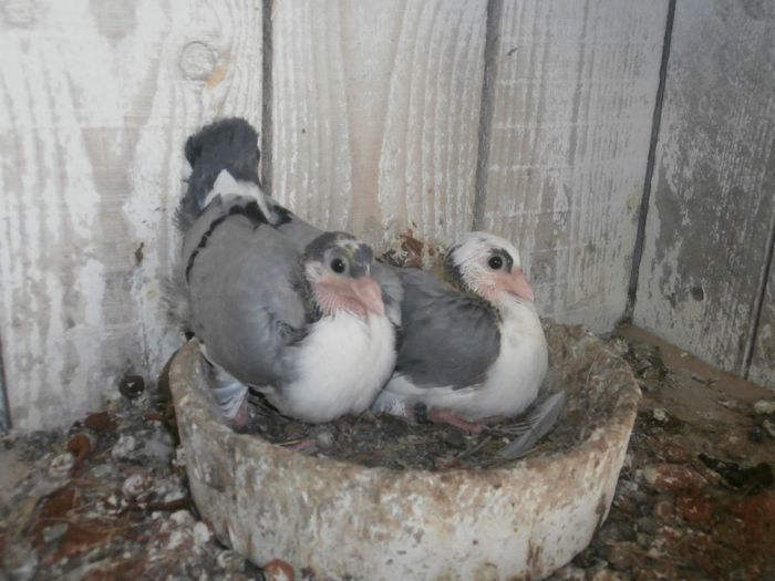 P5030163 - F- PUI 2014