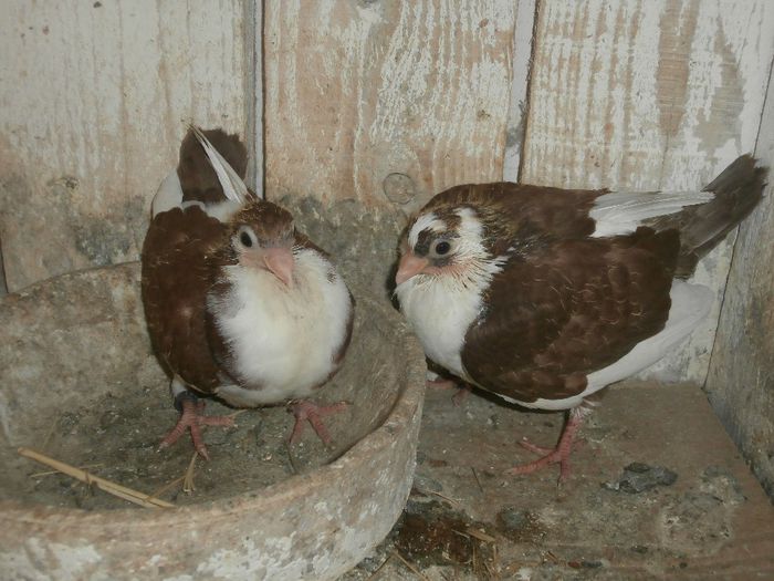 P5030166 - F- PUI 2014