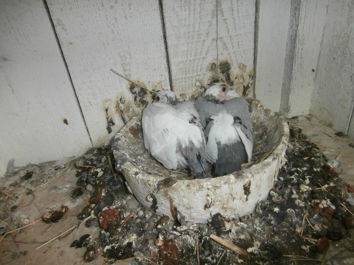 P5030174 - F- PUI 2014