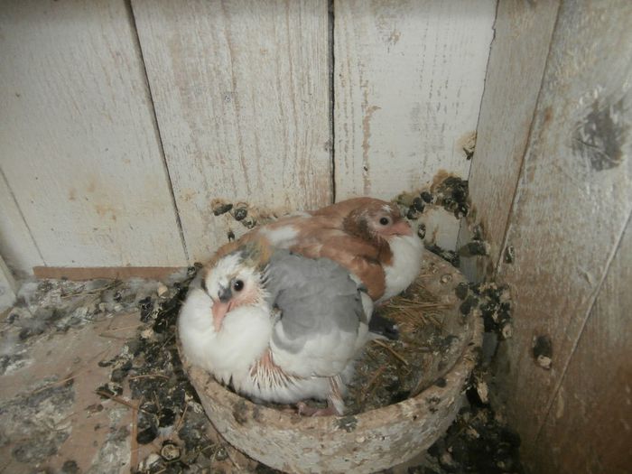 P5030175 - F- PUI 2014