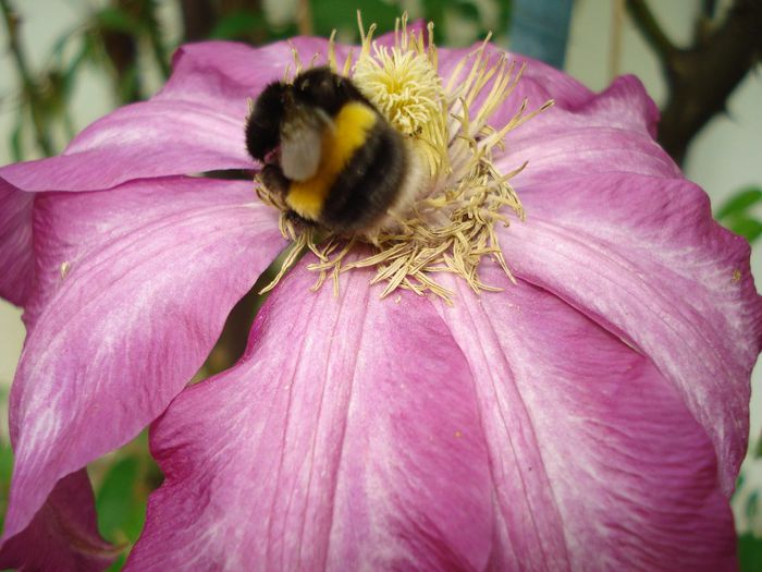 Betty Risdon - Clematis 2014