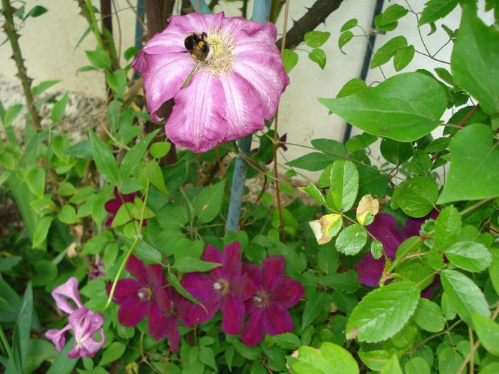 DSC07726 - Clematis 2014