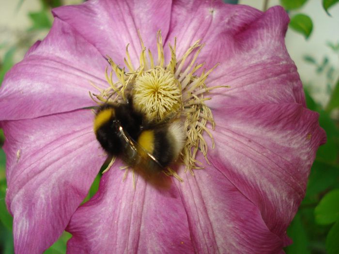 DSC07732 - Clematis 2014