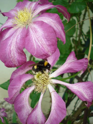DSC07737 - Clematis 2014