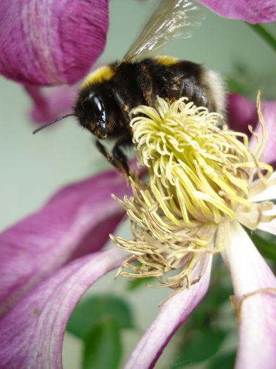 DSC07739 - Clematis 2014