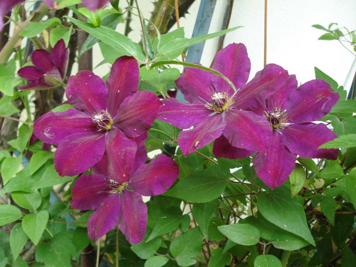 Westerplatte - Clematis 2014