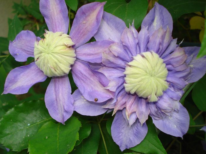 Diamantina - Clematis 2014