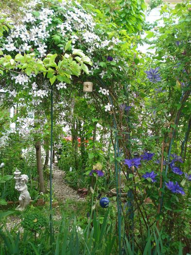 DSC07772 - Clematis 2014