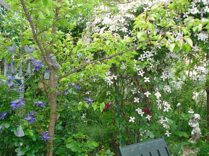 DSC07777 - Clematis 2014