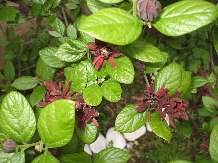 DSCF7079 - 42  Pup de fraga