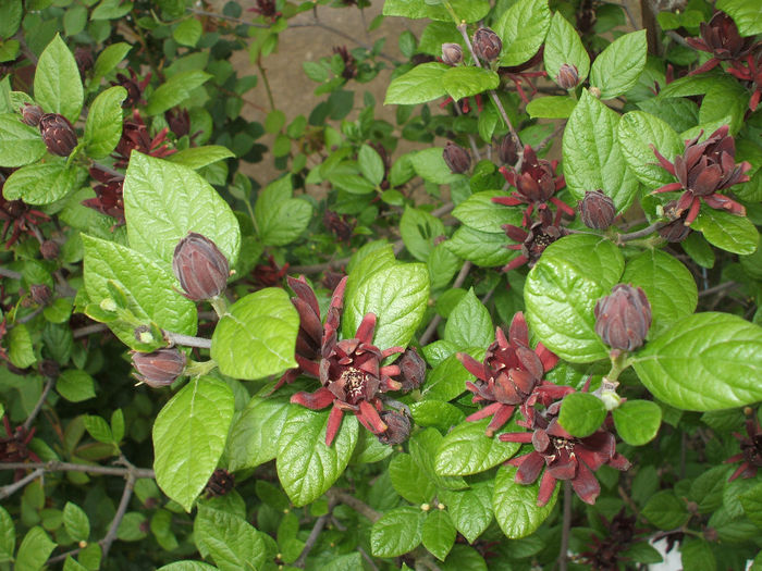 DSCF7081 - 42  Pup de fraga