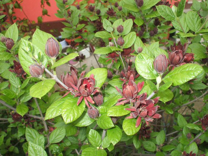 DSCF7082 - 42  Pup de fraga