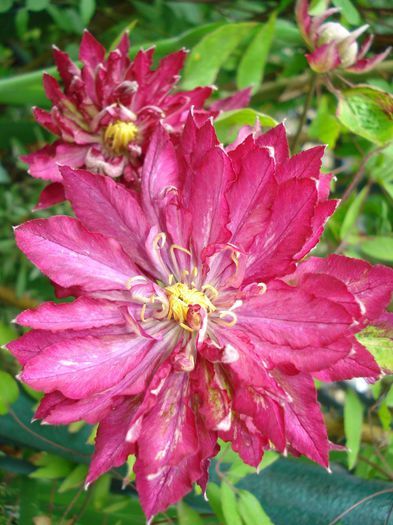 Kaen - Clematis 2014