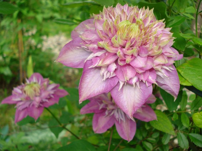 DSC07846- s-a uscat - Clematis 2014