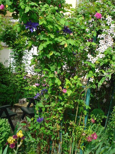 DSC07892 - Clematis 2014