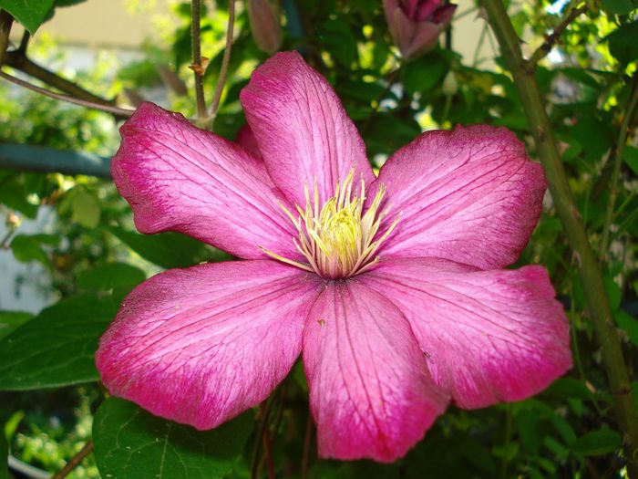 Ville de Lyon - Clematis 2014