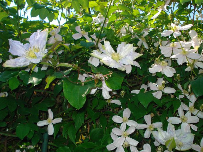Veronica s Choice si montana Rubens - Clematis 2014