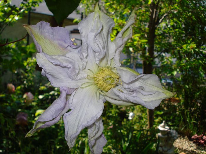 Veronica s Choice - Clematis 2014